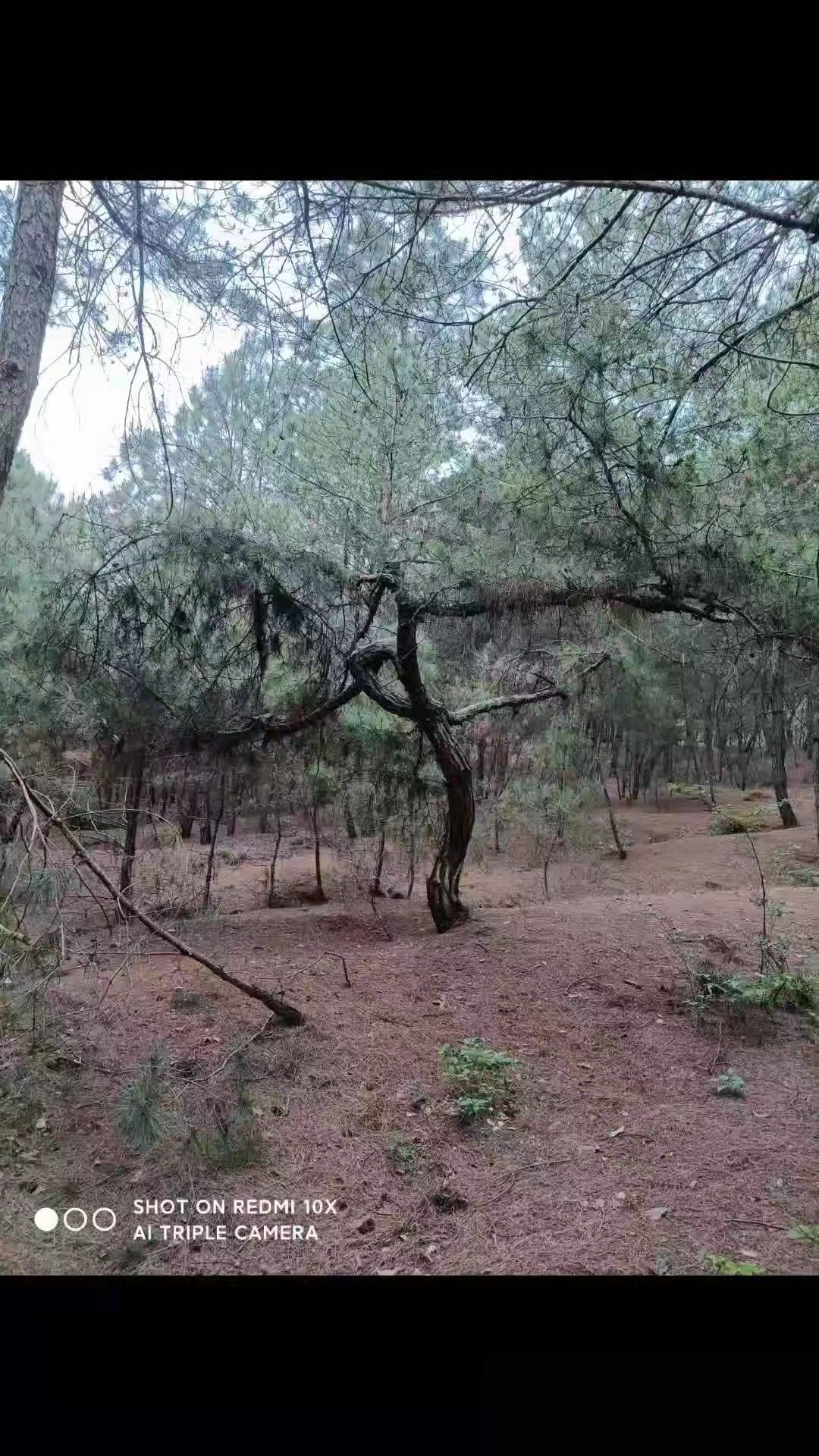 黑皮油松 异形松