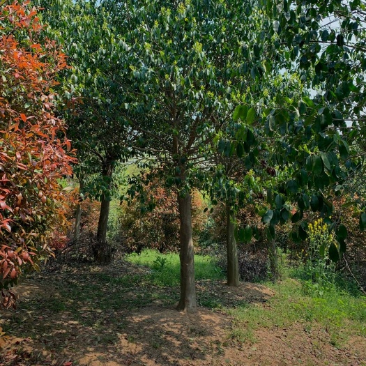 湄潭县 漆树