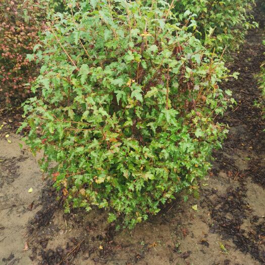 开原市 三角枫（茶条槭）球