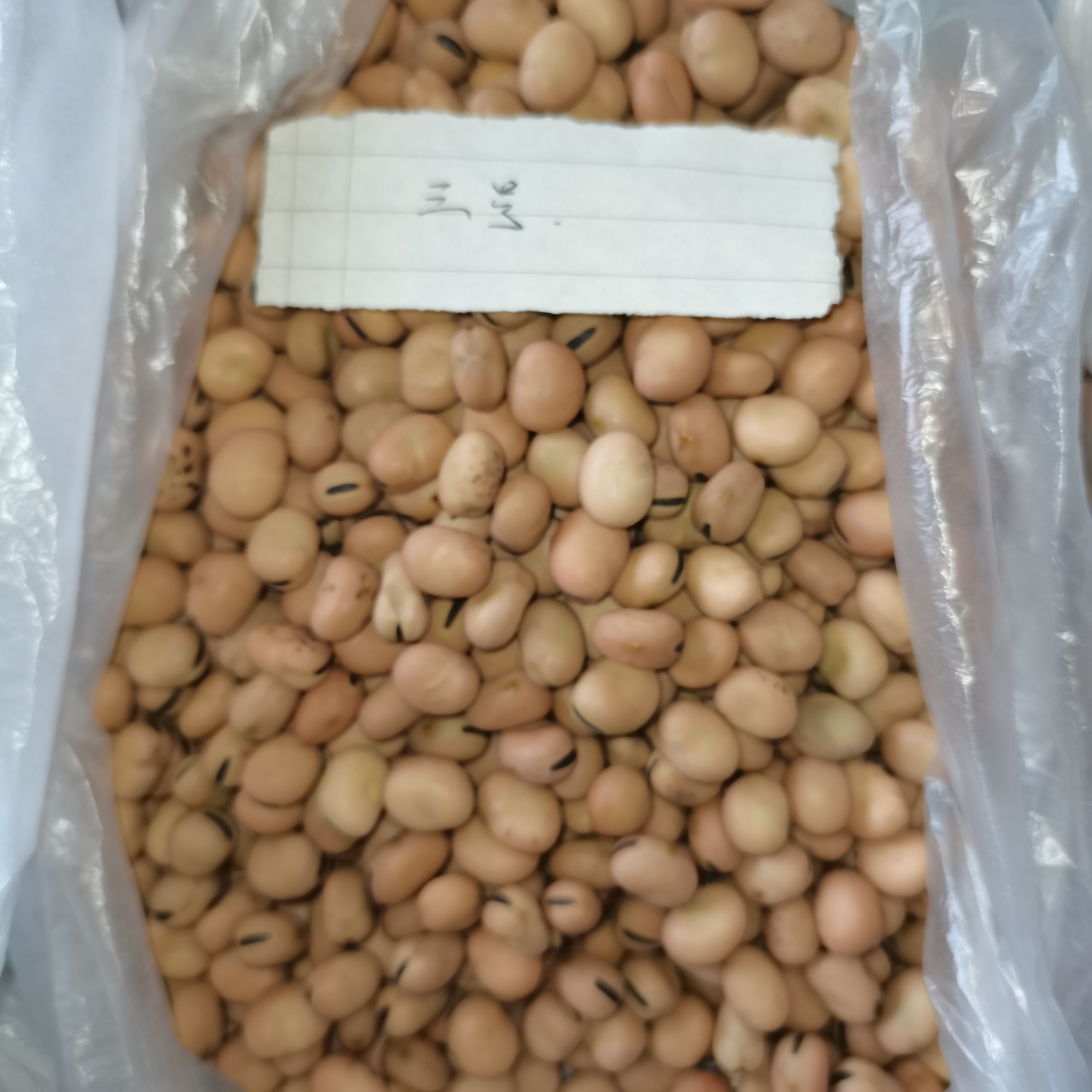 干蚕豆，羊眼豆，圆蚕豆