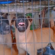 简阳市精品小马犬
