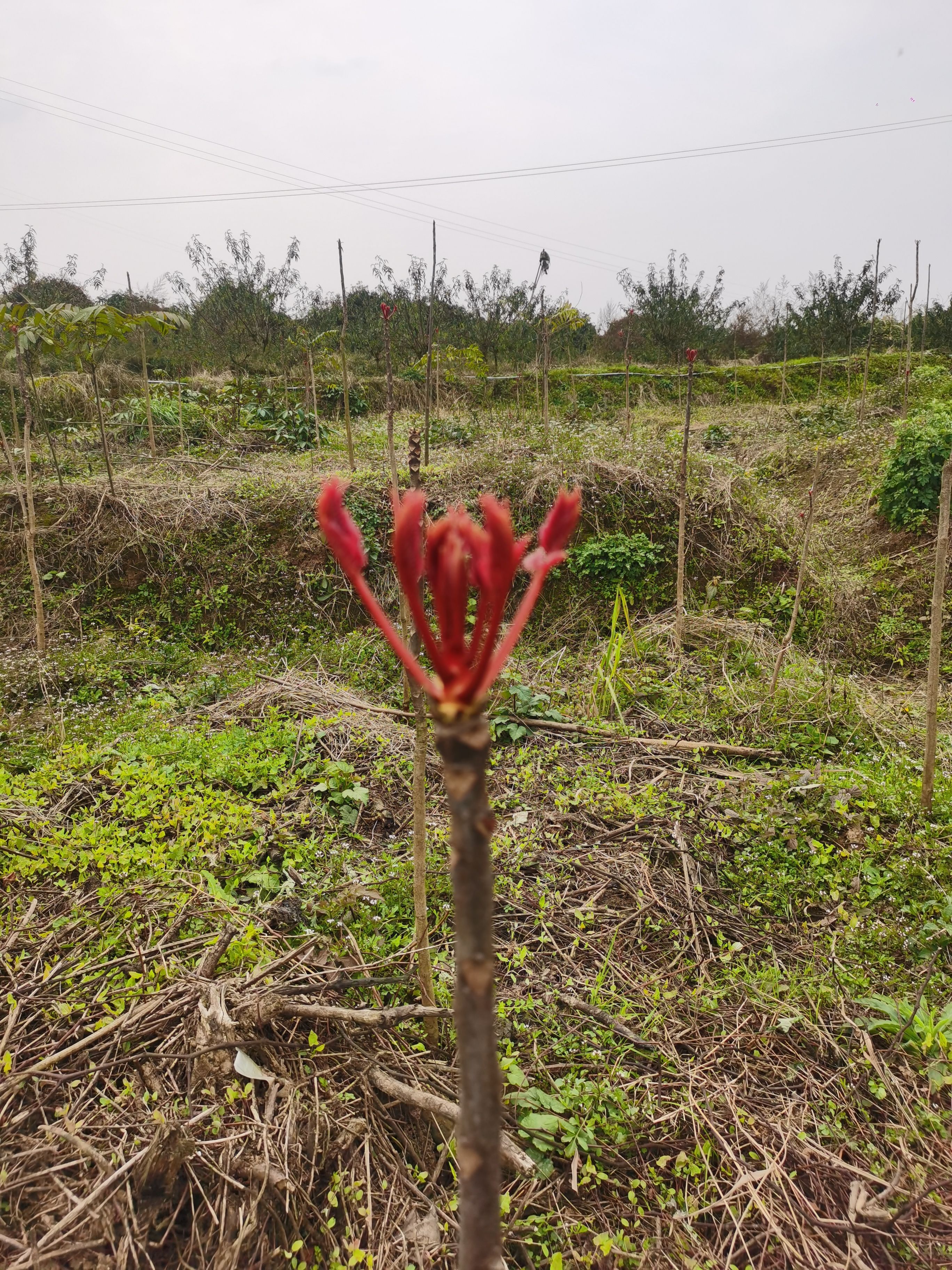 红油香椿 大竹二郎红香春，精品红香春，基地实力代办，合作共赢