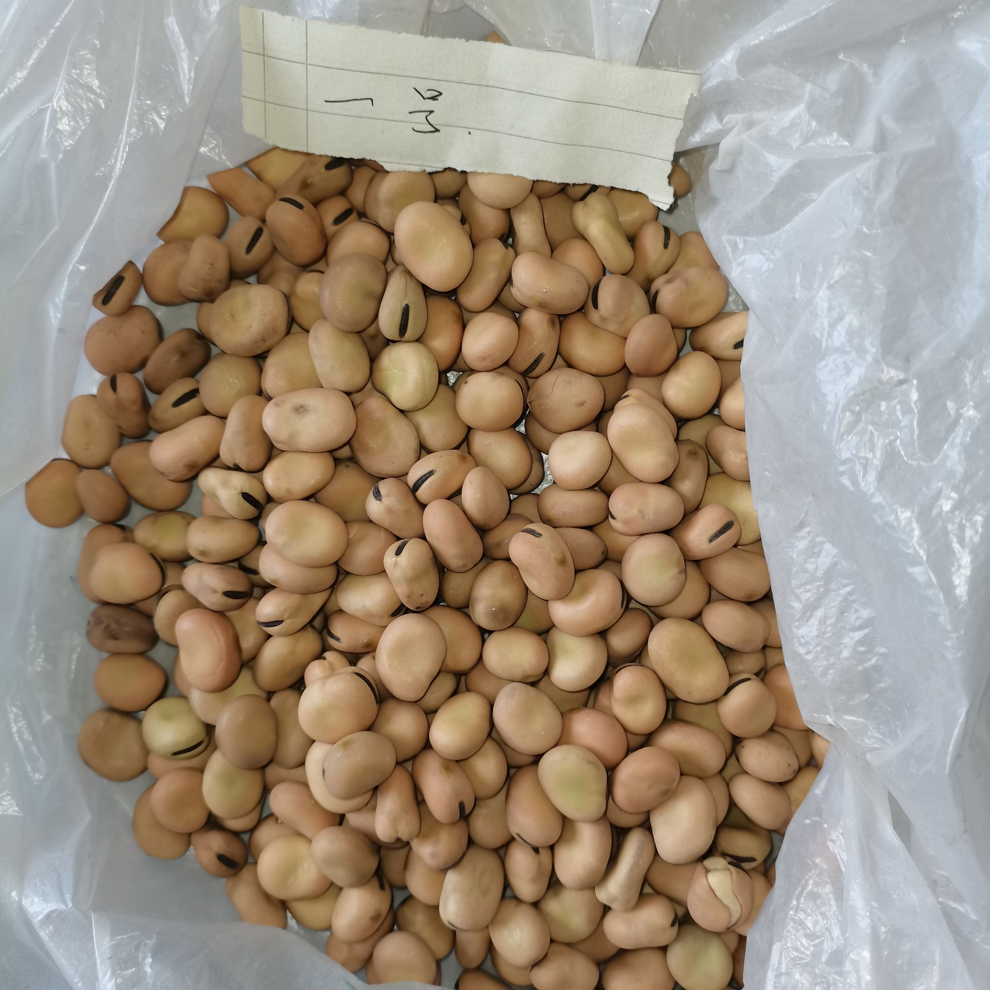 干蚕豆，羊眼豆，圆蚕豆
