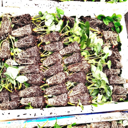六盘水红颜草莓苗 红颜草莓种苗
