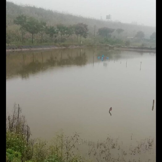 乐至县坑塘 四川资阳乐至鱼塘出租