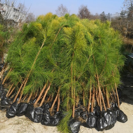 麻城市湿地松树苗 自己种植湿地松，大颗，小颗都有。便宜价低，品种质