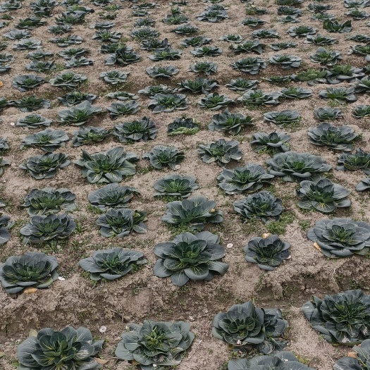 乌塌菜 如皋黑塌菜，又叫趴地菜