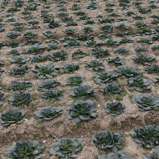 如皋市乌塌菜 如皋黑塌菜，又叫趴地菜