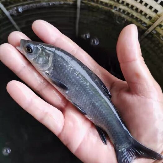 新沂市青鱼苗 青鱼一斤10几尾