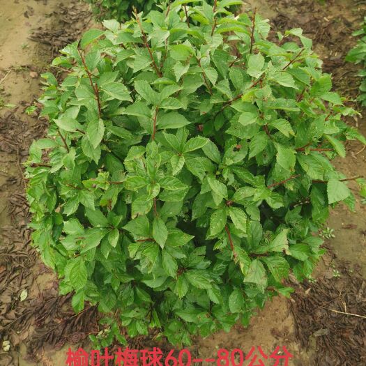 开原市 榆叶梅球