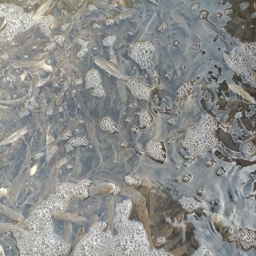 宁乡市 草鱼苗，湖南本地鱼，长得快