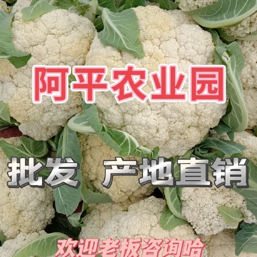 莆田 白花菜花 质量保证 产地直销 量大从优 合作共赢