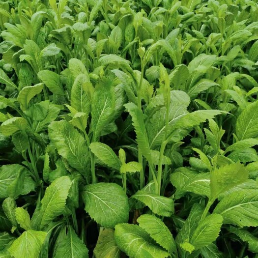 贵阳 大量菜苔