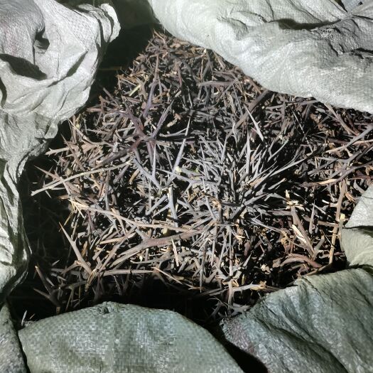 南召县皂角刺