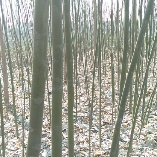 确山县 青桐