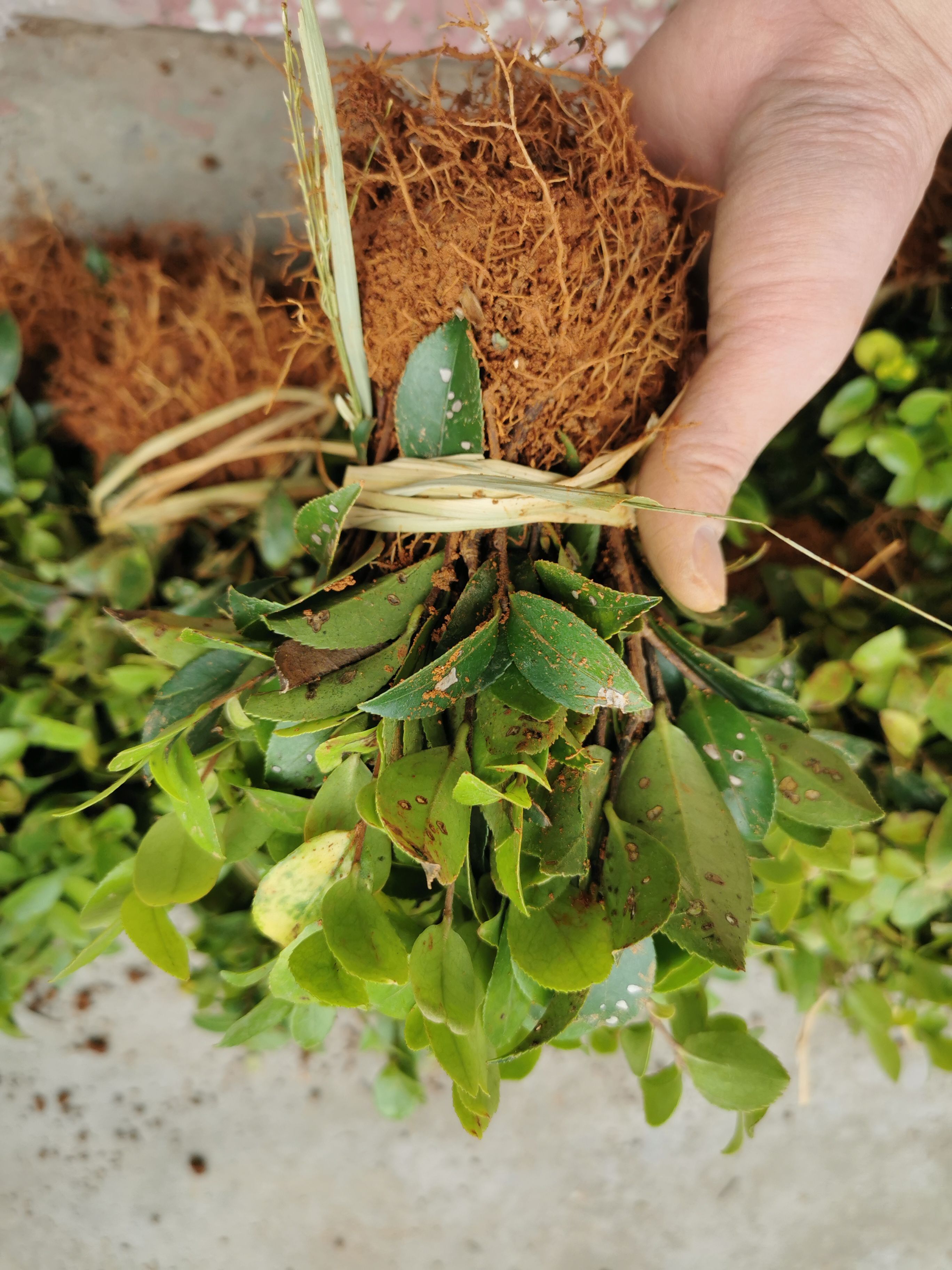 自家种植  茶梅芽苗 茶梅小苗 量大价优