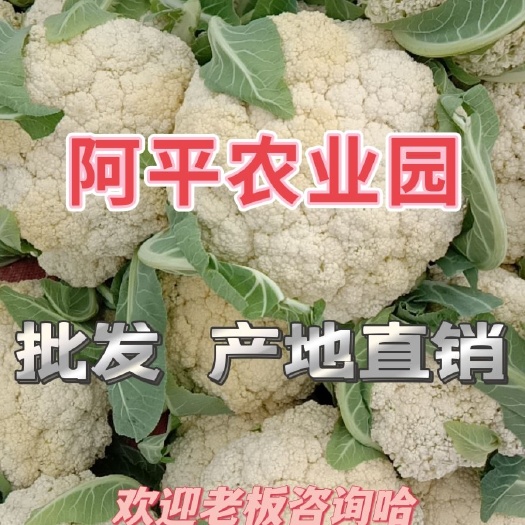 莆田白花菜花 质量保证 产地直销 量大从优 合作共赢