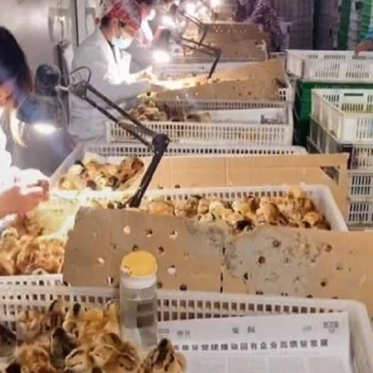枣阳市 土鸡苗，皖南黄，孵化基地直销，批发价