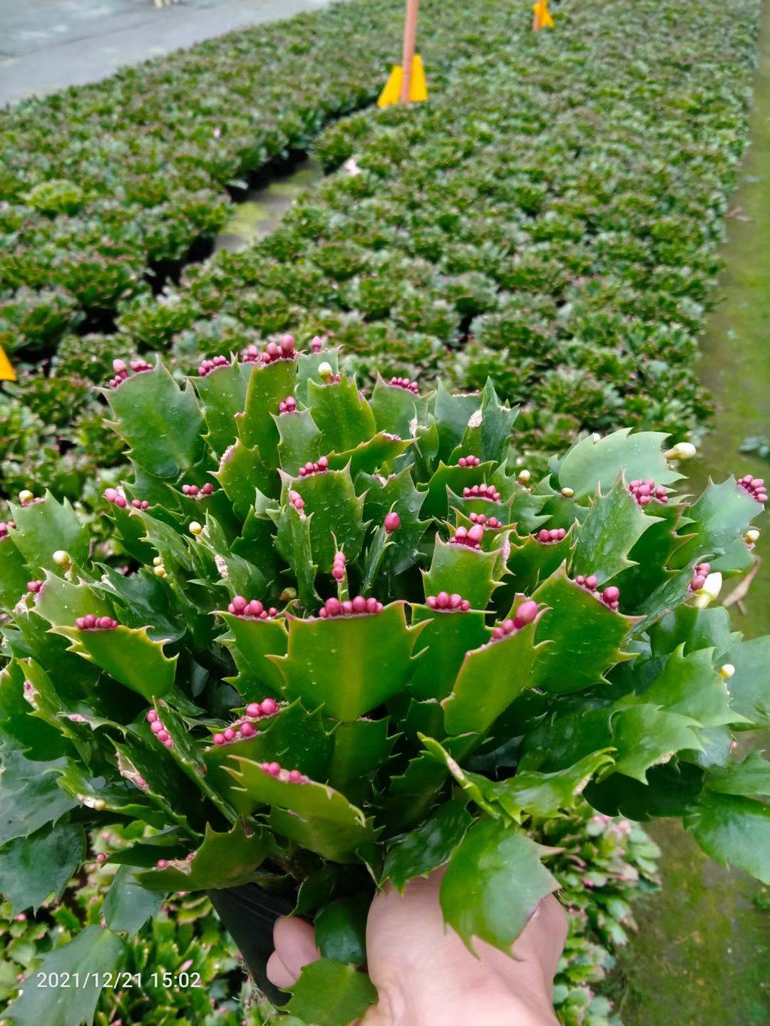 漳平市蟹爪兰盆栽，精品单色，双色，国旗红，三月红，胭脂红