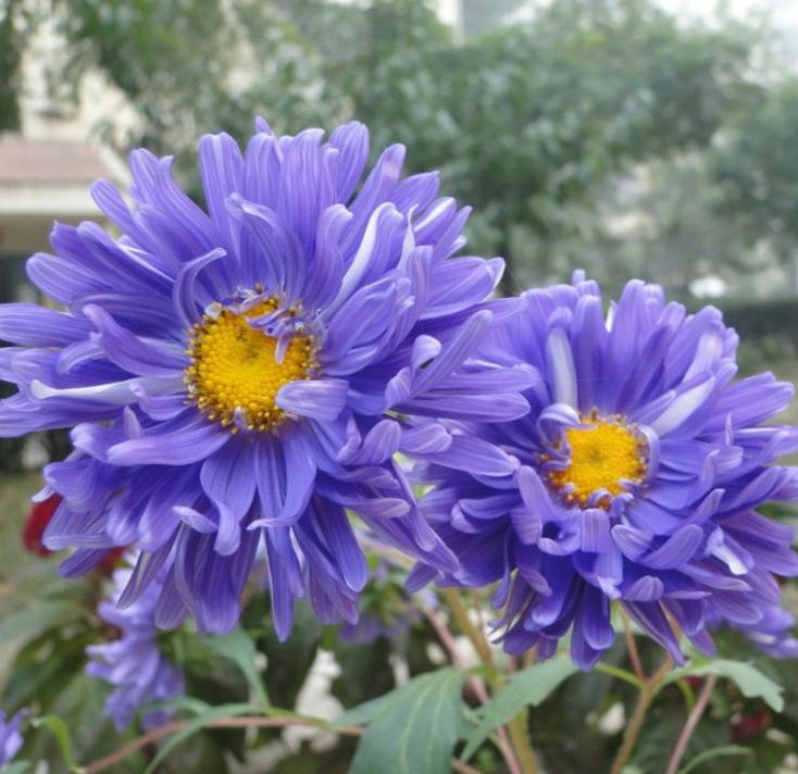 翠菊种子大花重瓣切花菊花混色四季播种阳台庭院盆栽景观花卉包