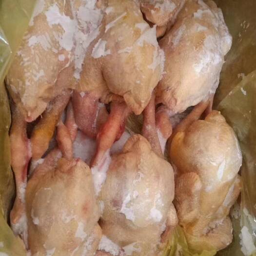南乐县白条鸡 德鑫盛品牌二级三黄鸡