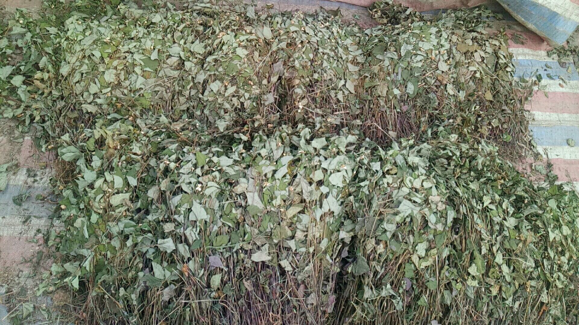 红茎鱼腥草  鱼腥草干品出售，干度90