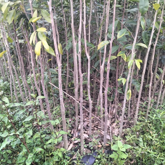 化州市沉香苗