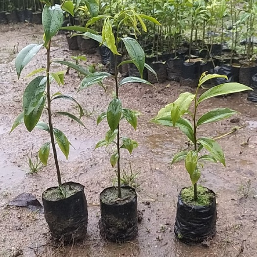 化州市沉香苗 沉香树苗