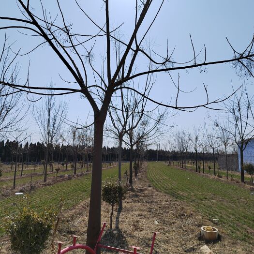 聊城苦楝树 16cm