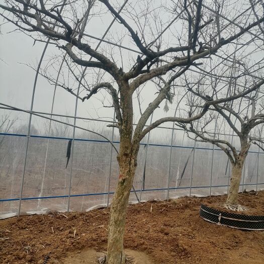 枣庄大青皮石榴树苗  石榴树苗 石榴树各种规格货源充足