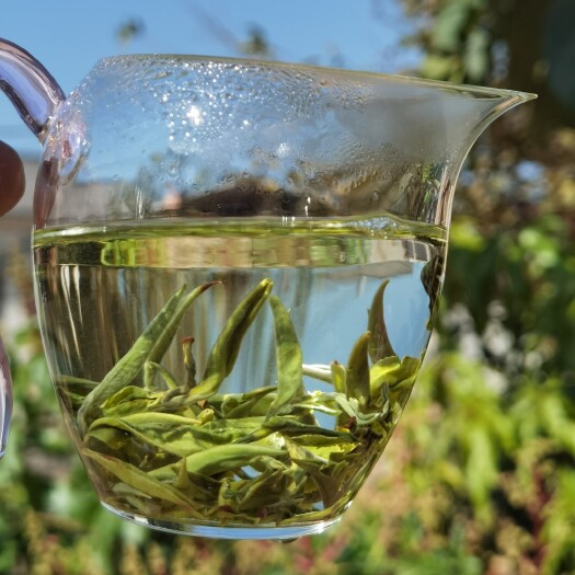 思茅云雾茶 2022年早春绿茶雪龙 抢鲜！抢先！