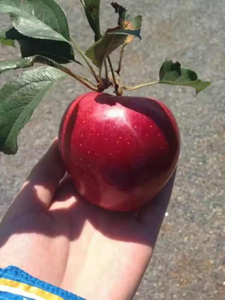 泰安红露苹果苗 基地出售早熟苹果苗  巴克艾苹果苗 嫁接成品苗