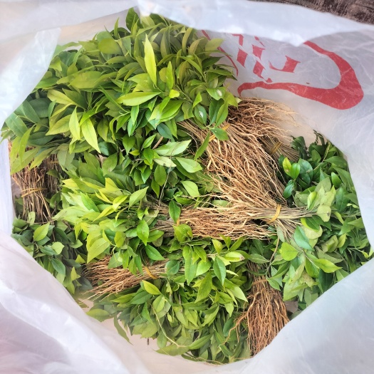 化州市沉香苗 沉香树芽苗