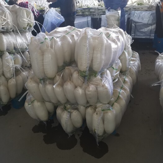 天门市 白萝卜   货品规格多
