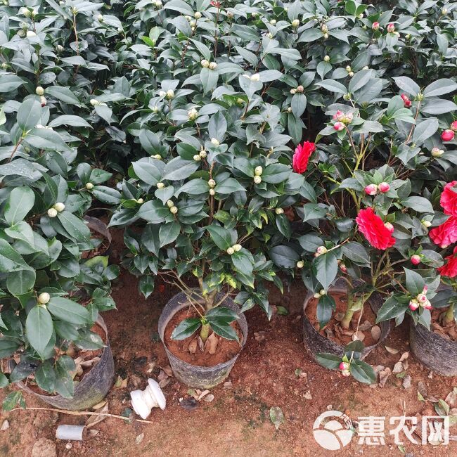 茶花树 茶花盆栽四季长青档口电商的精品盆栽