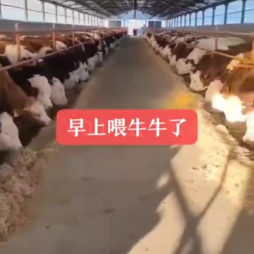 长沙西门塔尔牛 西门塔尔四代品种