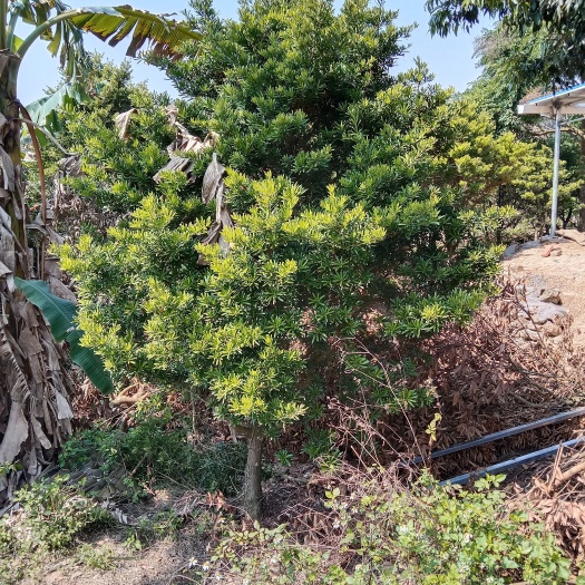 灵山县金鉆罗汉松 罗汉松10-15公分树径