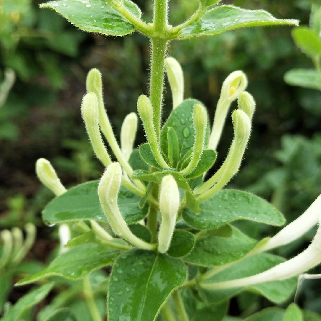 4到6公分金花茶盆栽 金银花盆景，金银花树绿植花卉，饮茶观花