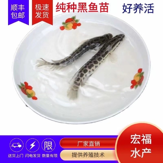 上饶黑鱼苗供应规格7至8厘米厂家大量出售包品质专车配送上门