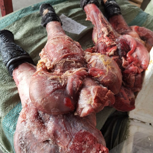 郑州鲜驴肉  驴鞭颜色新鲜质量好出肉率高质量保证有需要的联系