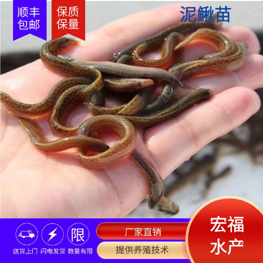 上饶泥鳅苗 精选杂交泥鳅苗 3至5公分泥鳅寸苗 塘口批发