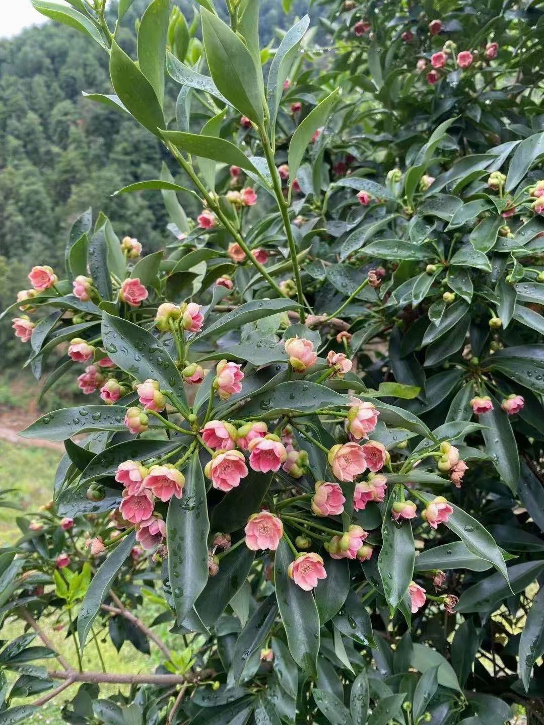 藤县八角树苗  ，大红品种八角年苗，年产80～150斤
