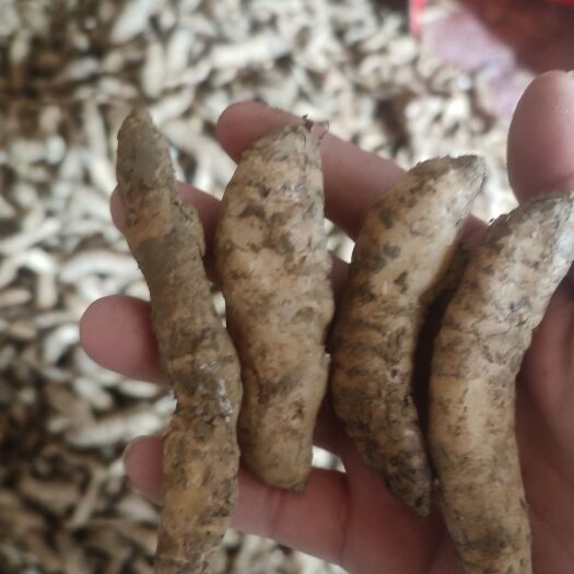 山阳县新鲜的红天麻1代种子上市