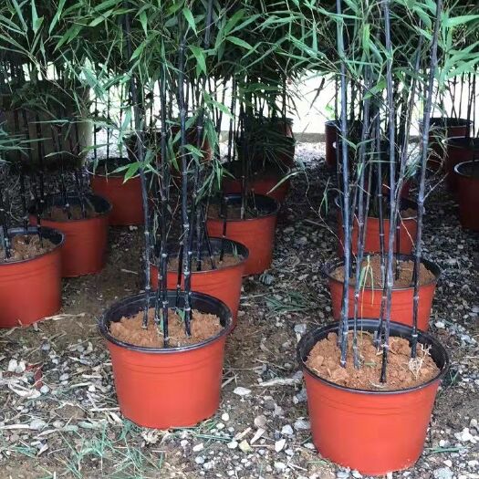 沭阳县工程紫竹苗，金镶玉竹苗，罗汉竹苗，毛竹