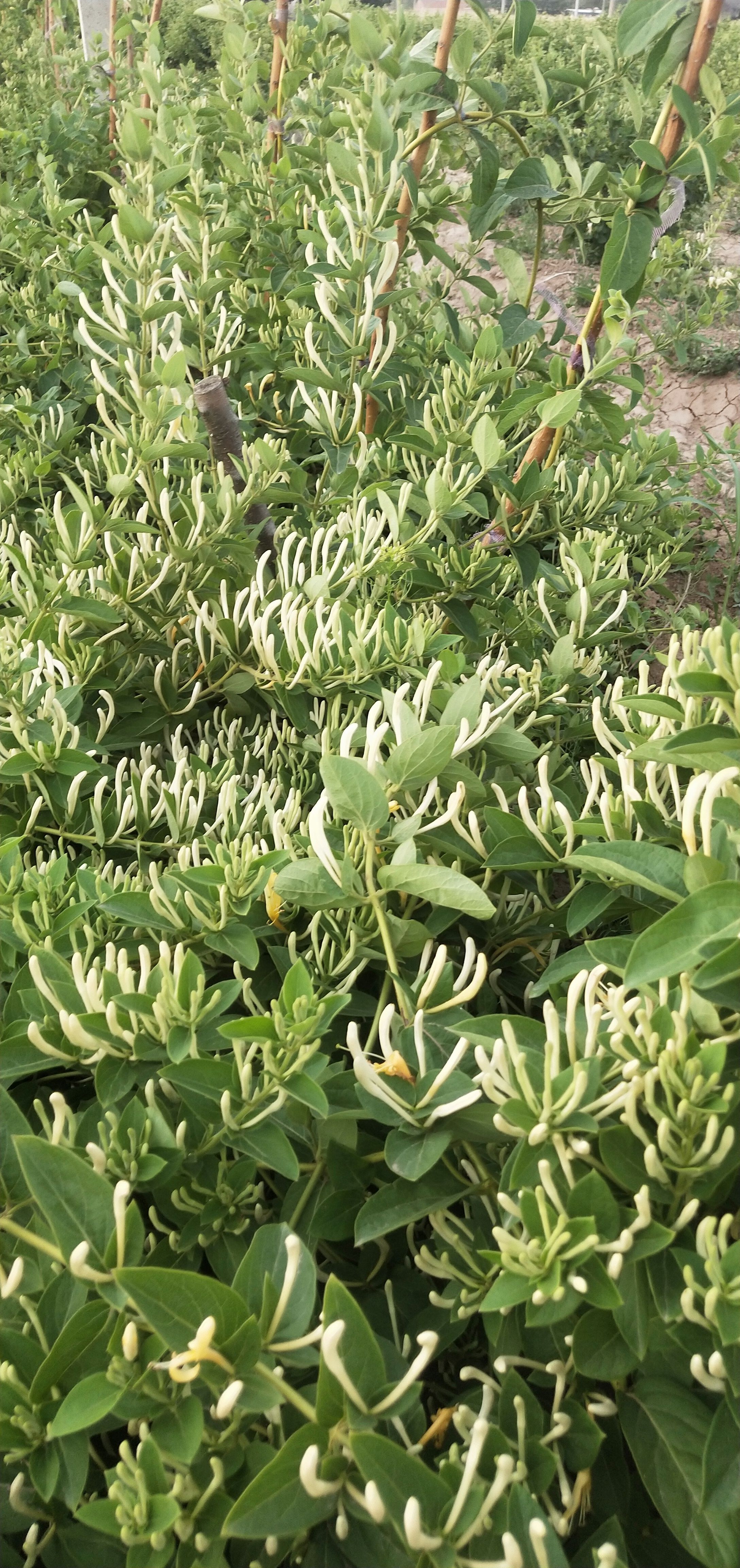 4到6公分金花茶盆栽 金银花盆景，金银花树绿植花卉，饮茶观花