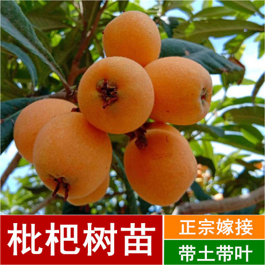 灵山县大五星枇杷苗 枇杷苗嫁接枇杷树苗大五星枇杷果树苗南方北方种植