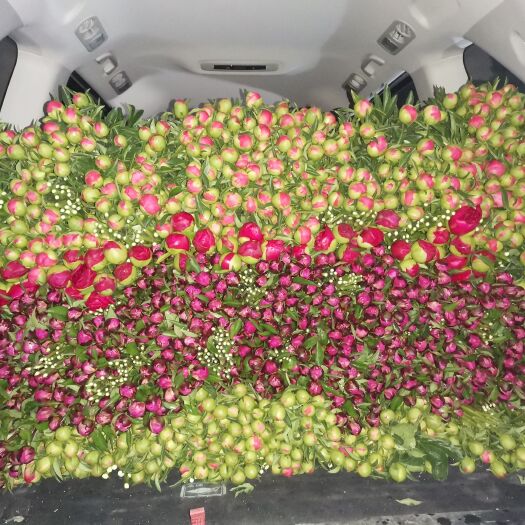 牡丹切花 芍药鲜切花