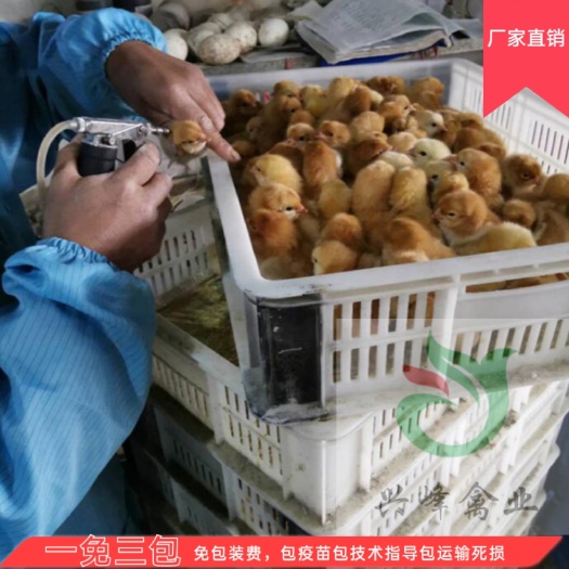 枣阳市土鸡苗，黄羽黄脚，皖南黄，湖北襄阳兴峰禽业