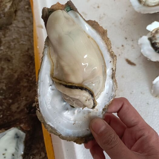 珠海电白牡蛎 广东生蚝鲜活批发烧烤蚝广东省稳定 可次日到