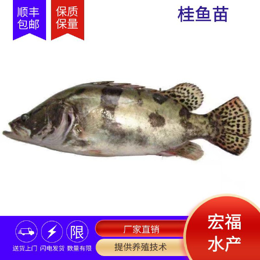 上饶桂鱼苗 品质保障规格均匀 运输成活率高优工厂化养殖基地